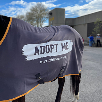 A horse with an adopt me coat