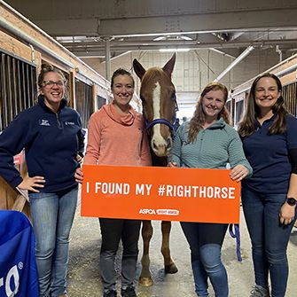 Equine Affaire staff with Peter the brown and white horse holding a orange banner saying "I found my #righthorse"