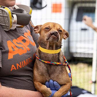 a dog being carried by an aspca responder