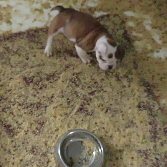 a puppy in a dirty kennel at a puppy mill