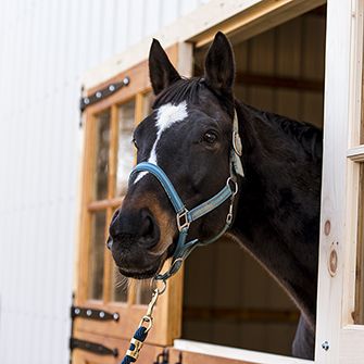 a horse with its head out a window