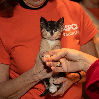 a woman in an orange aspca shirt holding a kitten