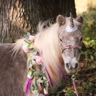 Cookie the miniature horse with a unicorn horn