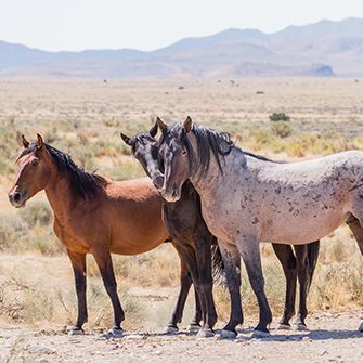 wild horses