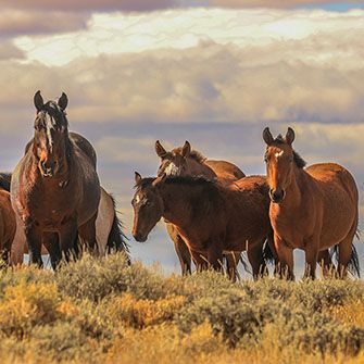 Wild horses