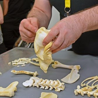 Dr. Robert Riesman examining dog bones