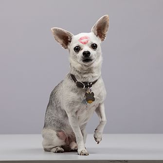 a white chihuahua with a kiss mark on his forehead