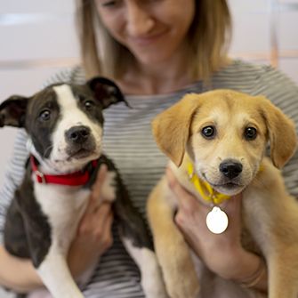 two puppies being held by a woman in a striped shirt