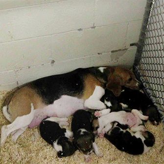 a beagle and her puppies in a small cage