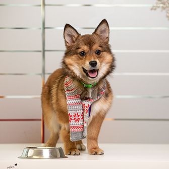 happy dog in a scarf