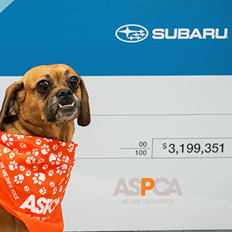 The Results Are In: Subaru “Shares the Love” in a Big Way