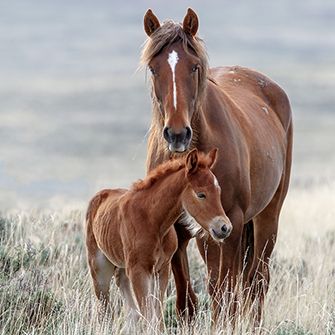 Wild horses