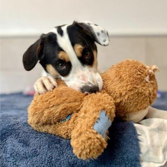 A dog chewing on a stuffed toy