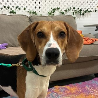 A brown and white dog looking at the viewer