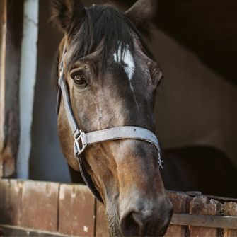 Horse in barn