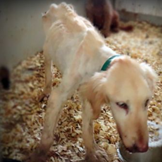 Emaciated golden retriever