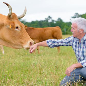 Man and cow