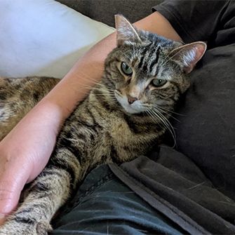 Tulip cuddling on a couch