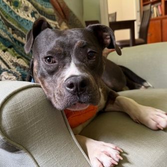 A dog lying down on an armchair