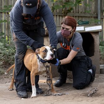 Matt’s Blog: Dogfighting Persists—Here’s How We Can End It