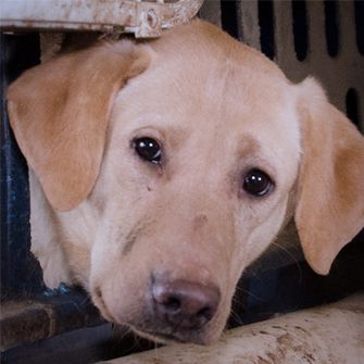 Shut Down the Puppy Mill Pipeline