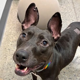 Smiling dog looking up at viewer
