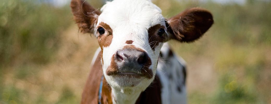 Welfare Conscious Choices: brown and white calf