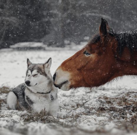 Huskie and Horse