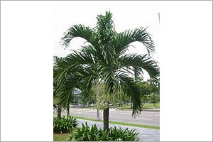 Christmas Palm