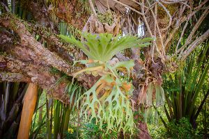 Common Staghorn Fern