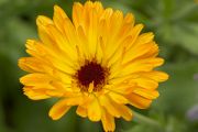 Pot Marigold