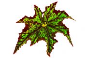 Mapleleaf Begonia