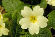 Primrose