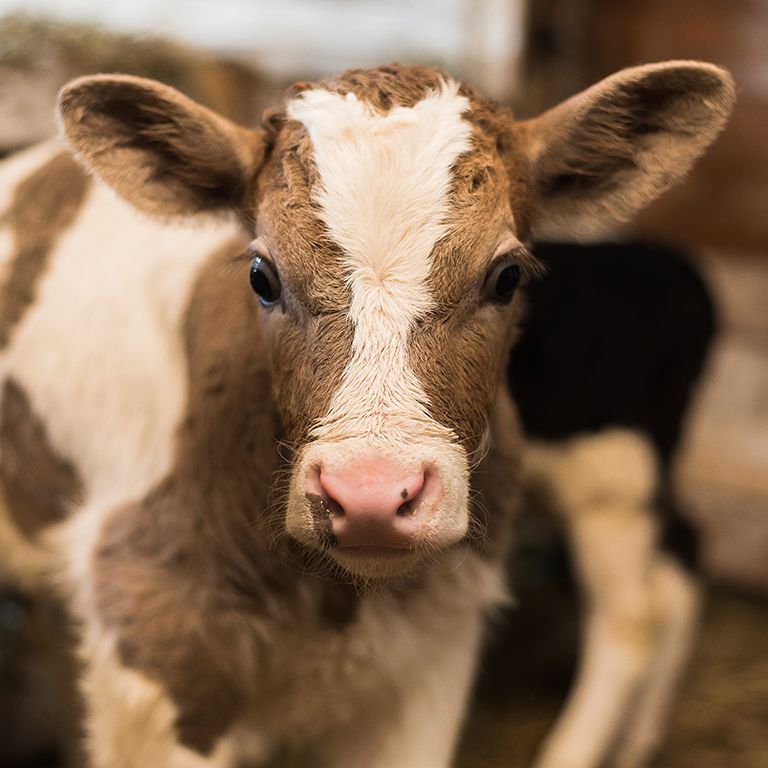 a brown and white spotted calf