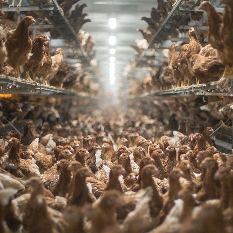a large quantity of chickens in a factory farm