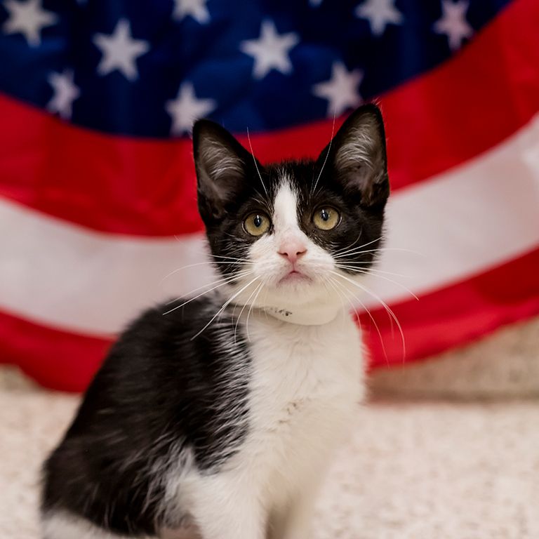 patriotic kitten