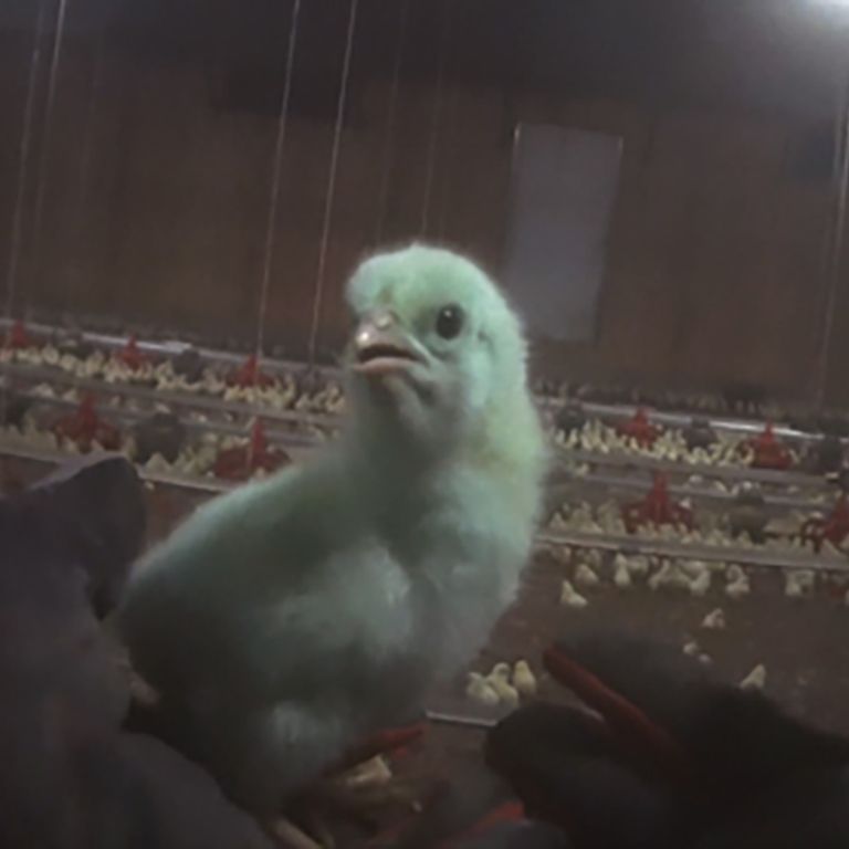 a chick in a factory farm