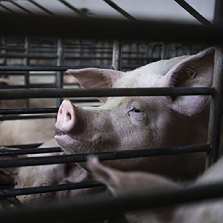 pigs in a factory farm