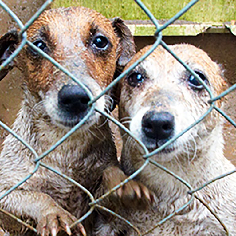 dogs in a muddy kennel