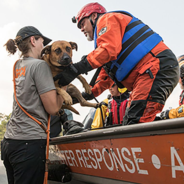 aspca responders rescuing a dog