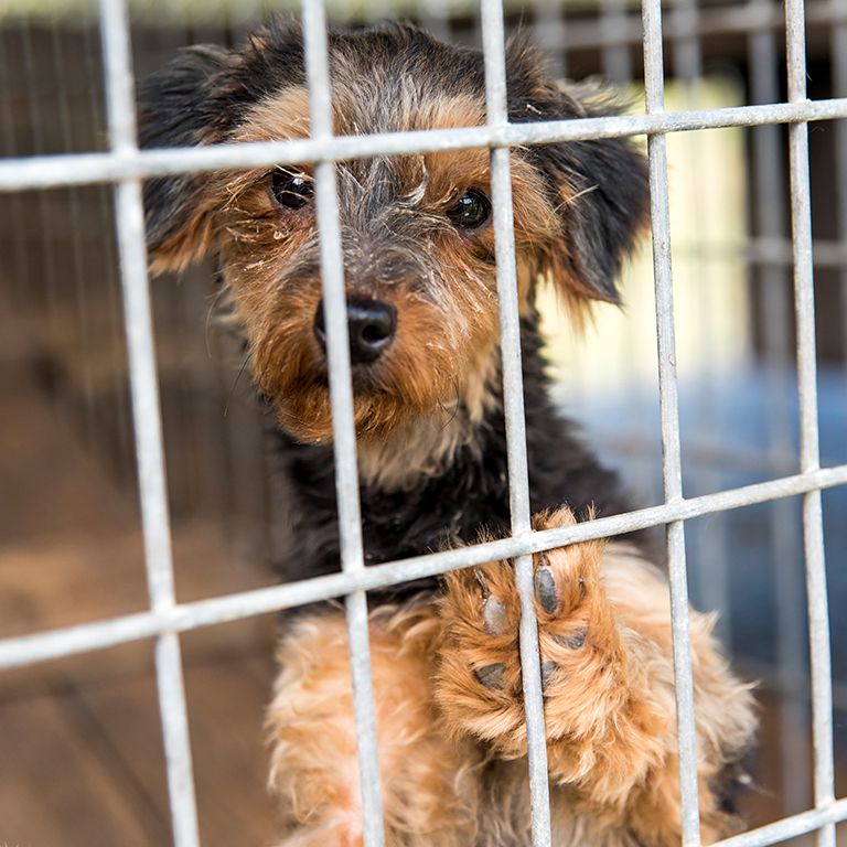 a small brown and black dog looking out of a cage