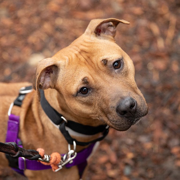 a brown dog looking up at the camera