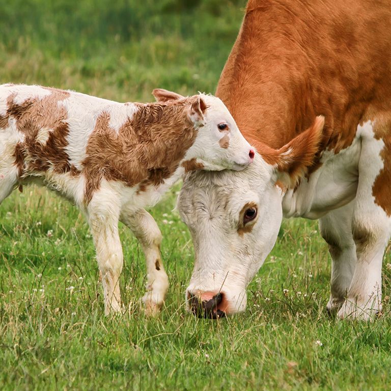 a cow and her calf in a pasture