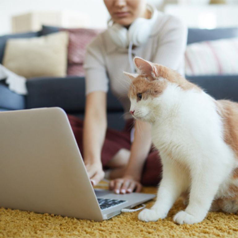 Woman and cat looking at computer