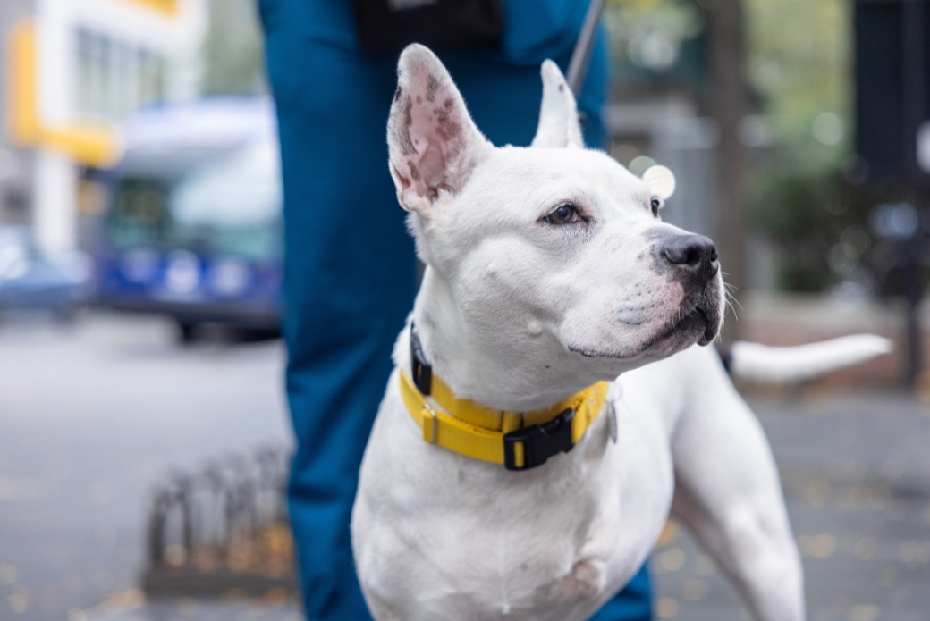 A white dog outside, looking to the right
