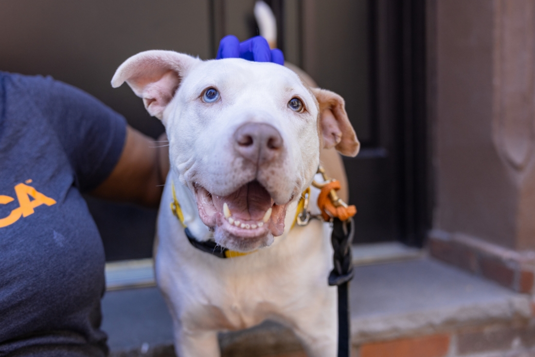 A white dog being pet