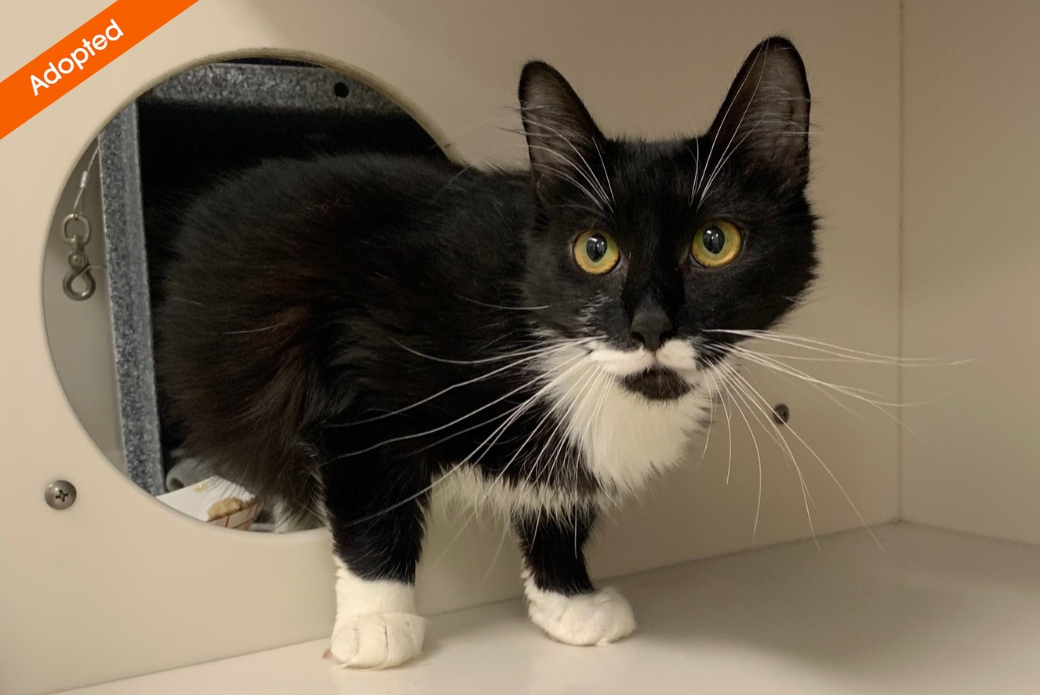 A cat walking by and looking at the viewer