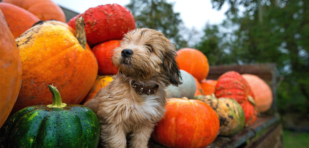 How To Keep Your Thanksgiving Pet-Safe! | ASPCA