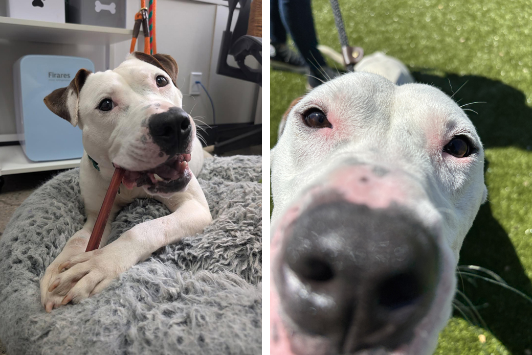 Left Tofu chewing on stick, Right Tofu up close camera boop