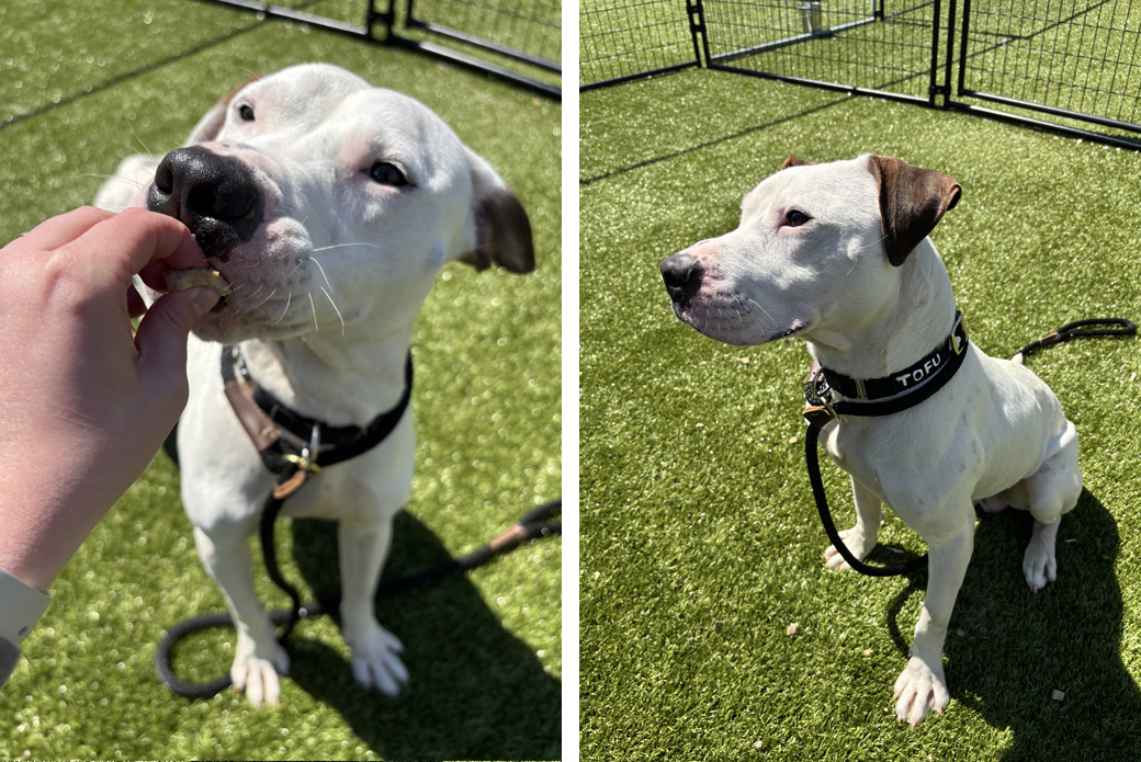 Left Tofu getting a treat, Right Tofu side profile outside